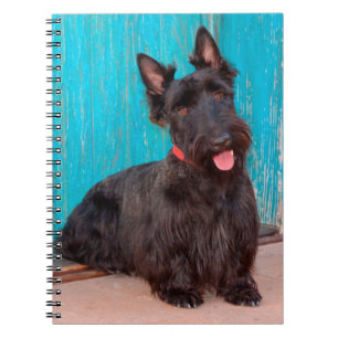 Scottish Terrier sitting by colourful doorway Notebook