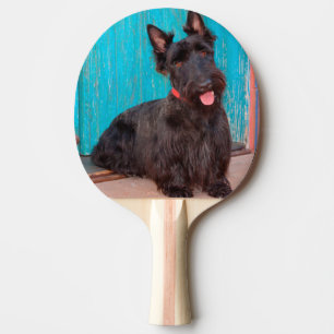 Scottish Terrier sitting by colourful doorway Ping Pong Paddle