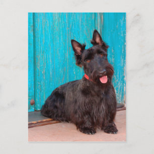 Scottish Terrier sitting by colourful doorway Postcard