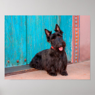 Scottish Terrier sitting by colourful doorway Poster