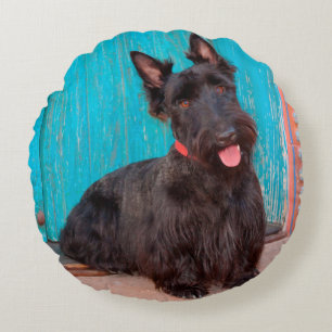 Scottish Terrier sitting by colourful doorway Round Cushion