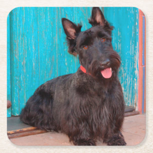 Scottish Terrier sitting by colourful doorway Square Paper Coaster