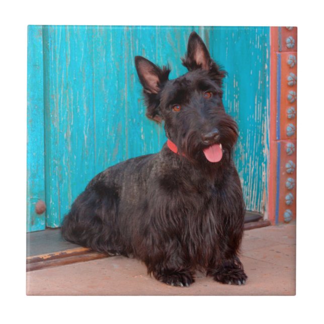 Scottish Terrier sitting by colourful doorway Tile (Front)