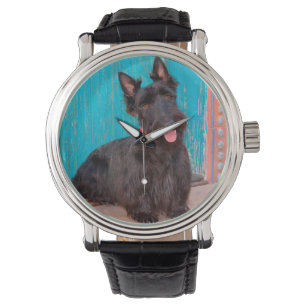Scottish Terrier sitting by colourful doorway Watch