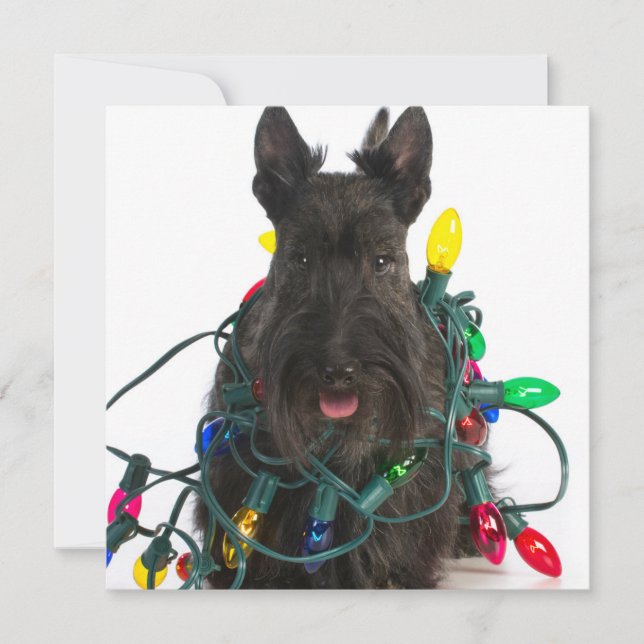 Scottish Terrier Tangled In Christmas Lights Holiday Card (Front)