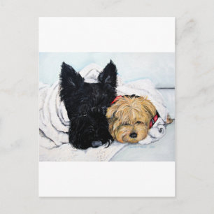 Scottish Terrier & Yorkie Best Friends Postcard