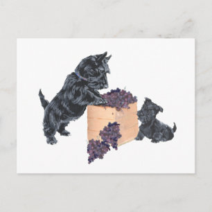 Scottish Terriers Grape Harvest Postcard