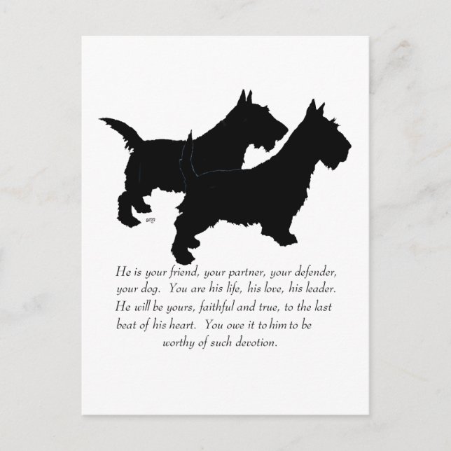 Scottish Terriers Keepsake - MALE Dogs Postcard (Front)