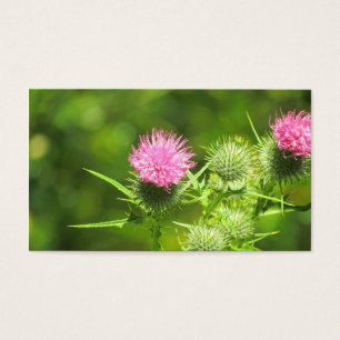 Scottish Thistle