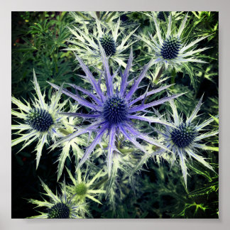 Scottish Thistle Art Print