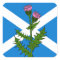 Scottish thistle