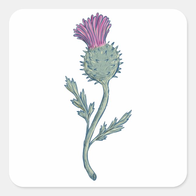 Scottish Thistle Drawing Square Sticker (Front)