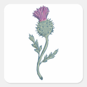 Scottish Thistle Drawing Square Sticker
