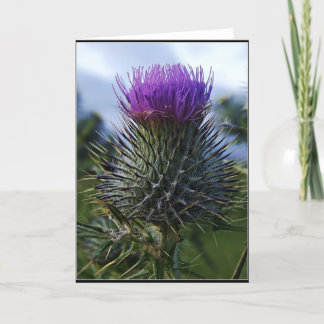 Scottish Thistle Fine Art Photography Card