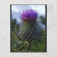 Scottish Thistle Fine Art Photography