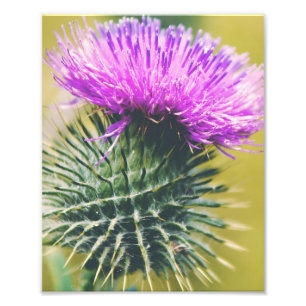 Scottish Thistle Photo Print