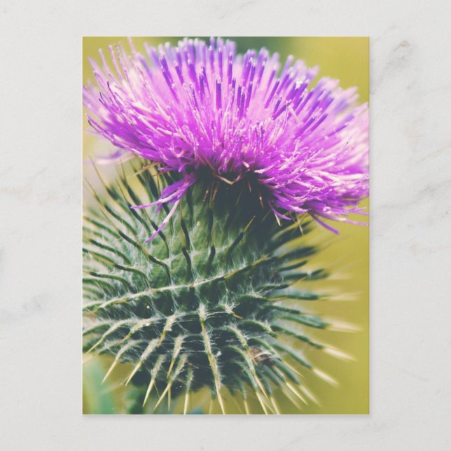 Scottish Thistle Postcard (Front)