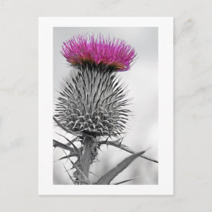 Scottish Thistle Postcard