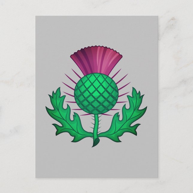 Scottish Thistle Postcard (Front)