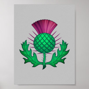 Scottish Thistle Poster