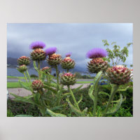 Scottish Thistle