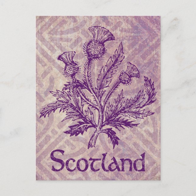 Scottish Thistle Purple Celtic Knot Postcard (Front)