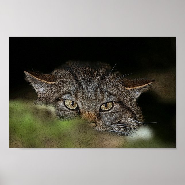 Scottish wildcat poster (Front)