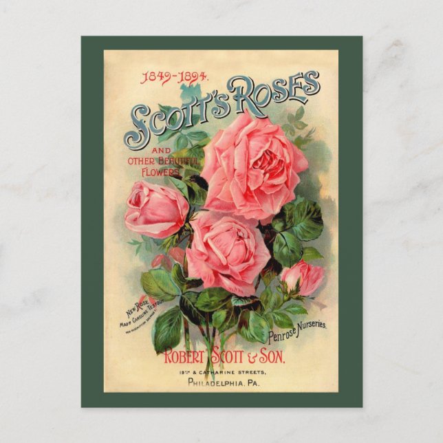 Scotts Roses Advertisement Postcard (Front)