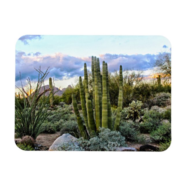 Scottsdale succulent Sunset Magnet (Horizontal)