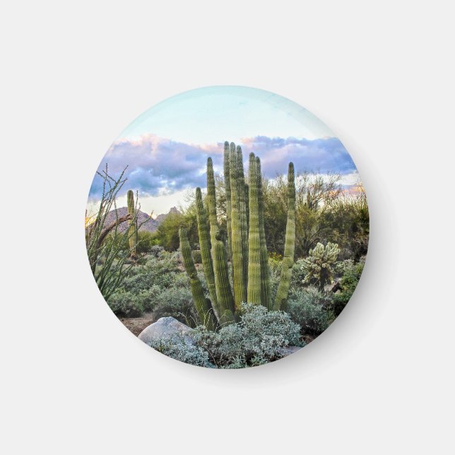 Scottsdale succulent Sunset Magnet (Front)