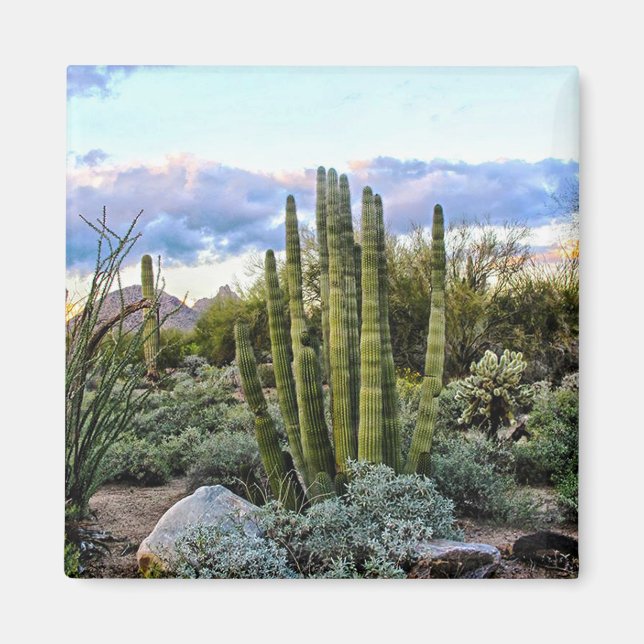 Scottsdale Succulent Sunset ( no text ) Magnet (Front)