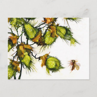 "Scout" postcard by JAC