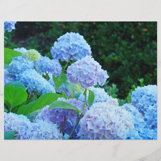 Scrapbook paper Blue Hydrangea Flowers Garden (Front)