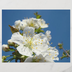 Scrapbook theme paper Cherry Blossoms Blue Sky