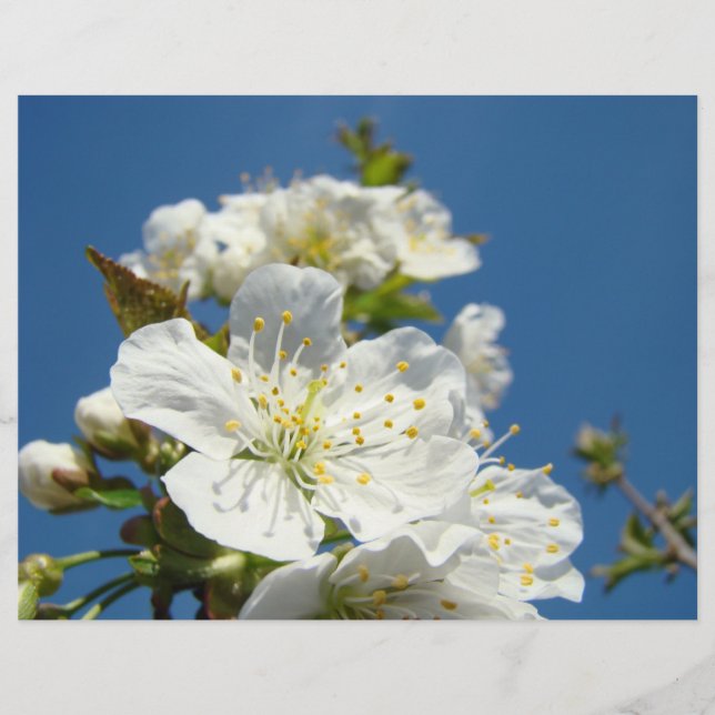 Scrapbook theme paper Cherry Blossoms Blue Sky (Front)