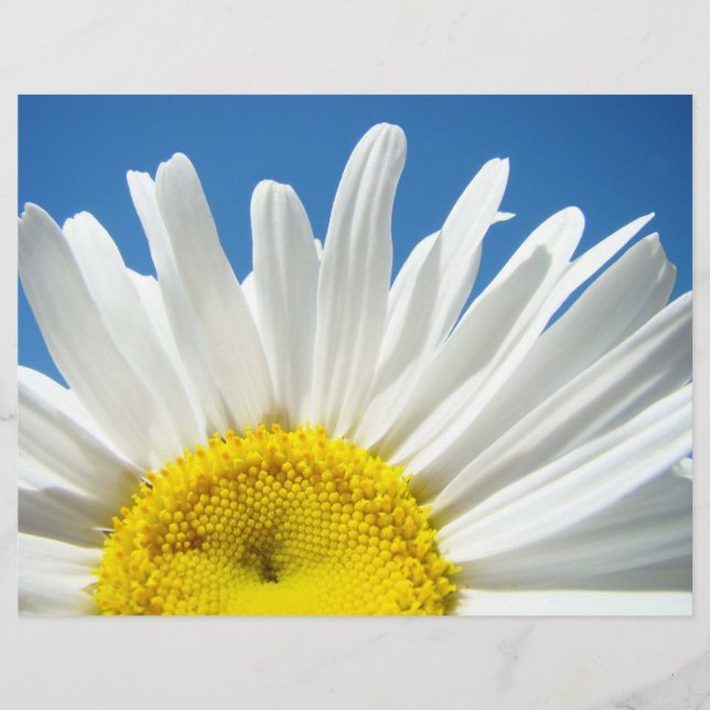 Scrapbooking paper White Daisy Flower Blue Sky (Front)