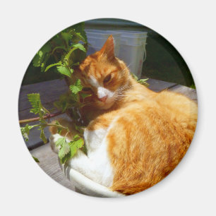 Scrapper in a pot magnet