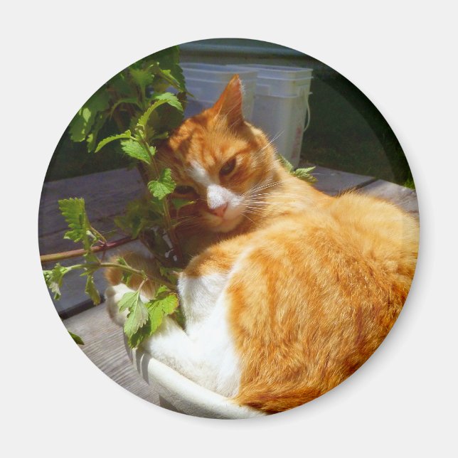 Scrapper in a pot magnet (Front)