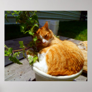 Scrapper in a pot poster