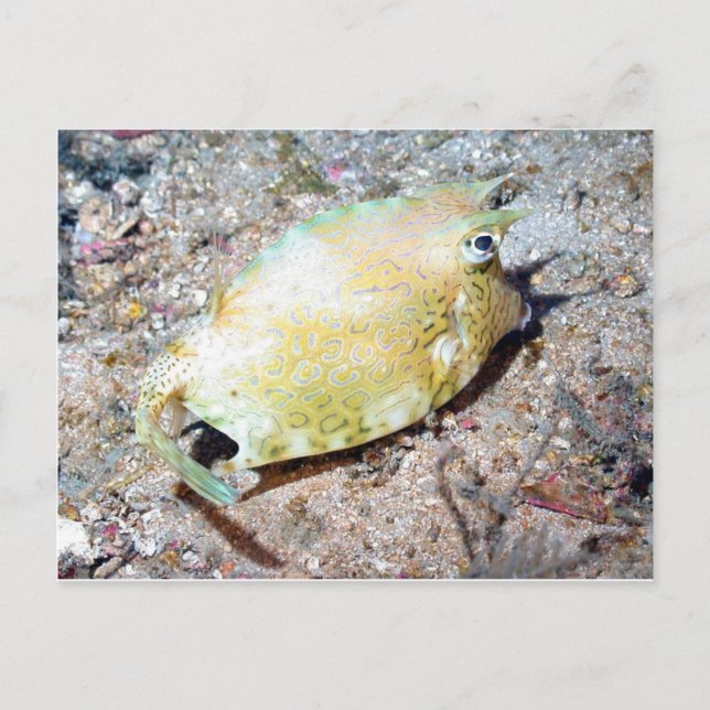 Scrawled Cowfish Postcard (Front)