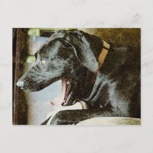 Scream Queen Postcard