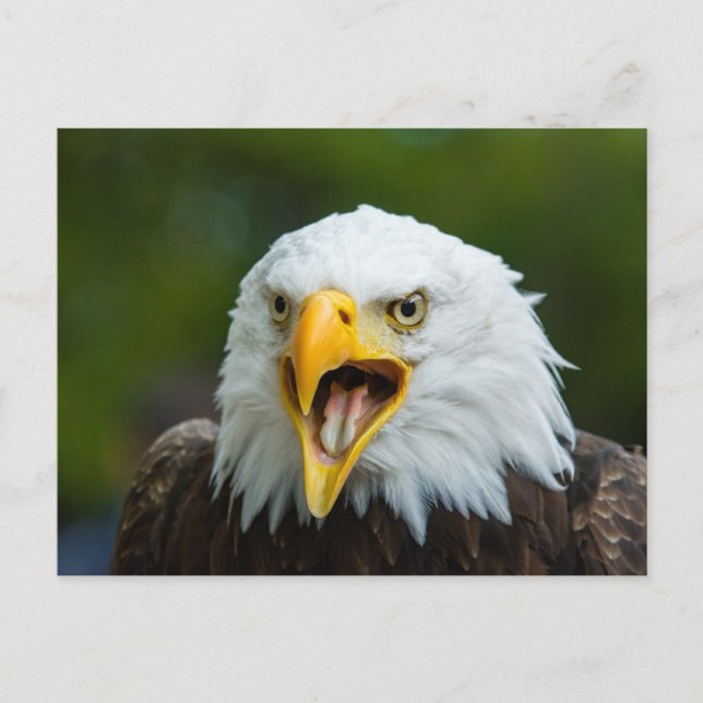 Screaming Bald Eagle  Postcard (Front)