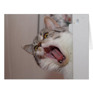 Screaming British Shorthair