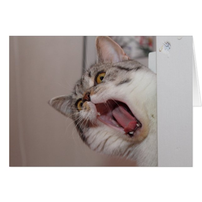 Screaming British Shorthair (Front Horizontal)