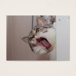 Screaming British Shorthair