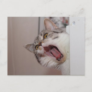 Screaming British Shorthair Postcard