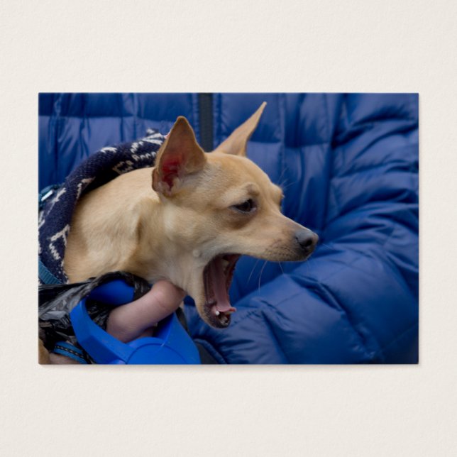 Screaming Chihuahua (Front)