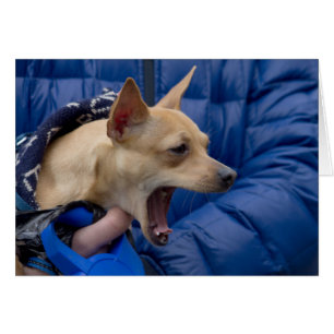 Screaming Chihuahua