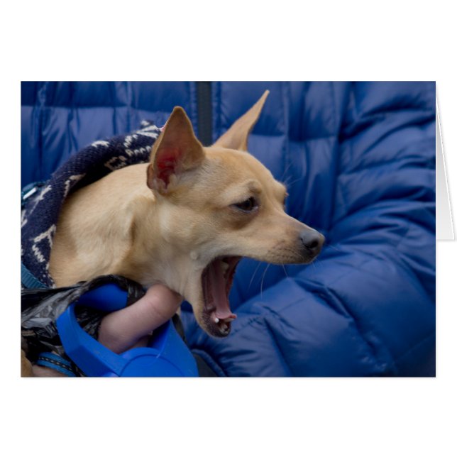 Screaming Chihuahua (Front Horizontal)