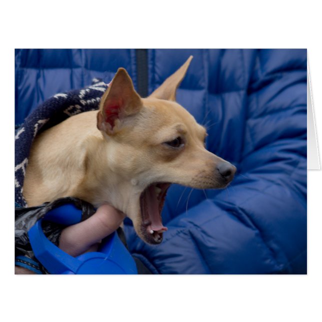 Screaming Chihuahua (Front Horizontal)